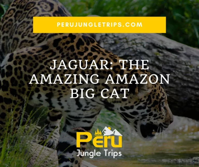 Blogs Jaguar: The Amazing Amazon Big Cat