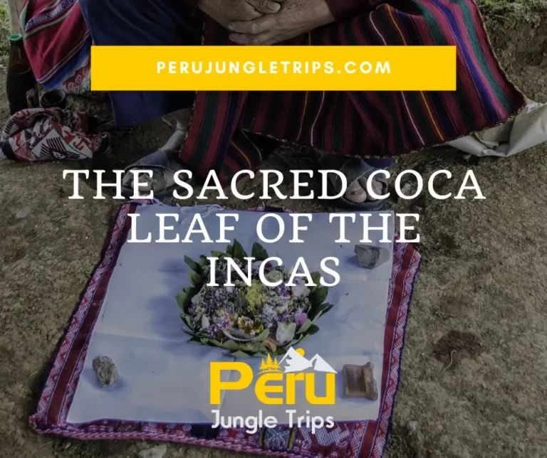 Blogs The Sacred Coca Leaf of the Incas