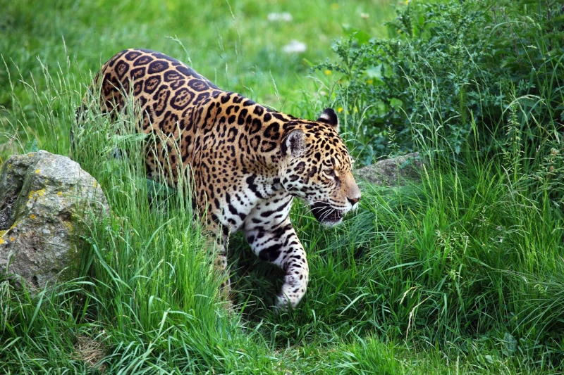 Jaguar: The Amazing Amazon Big Cat