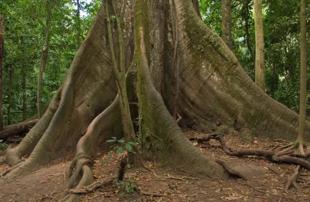 ceiba_pentandra