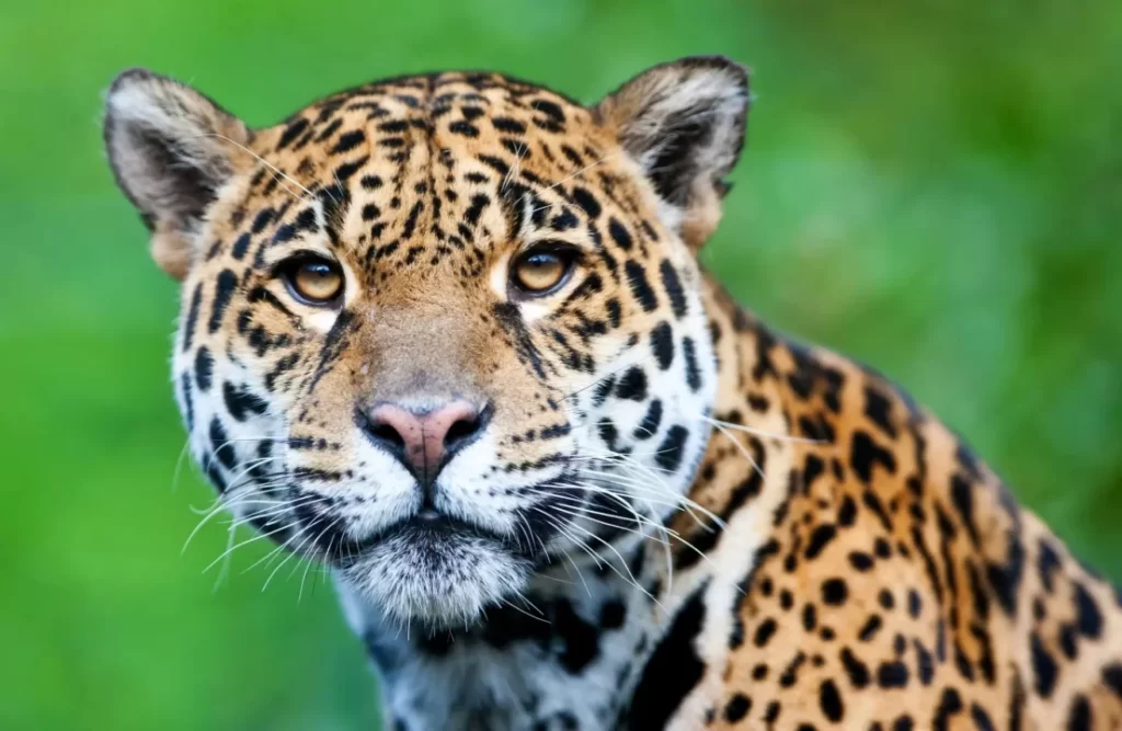 peruvian jungle jaguar