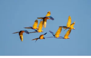 A flock of macaws