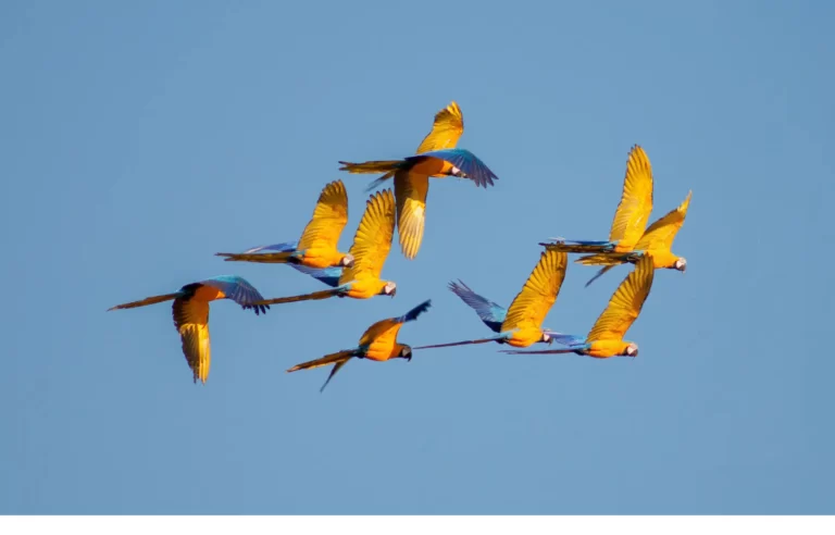 Blogs A flock of macaws