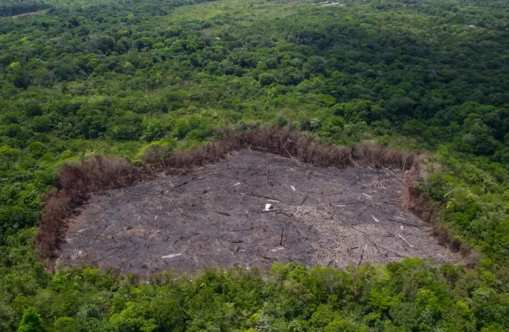 A notorious lack of trees in the middle of the Amazon