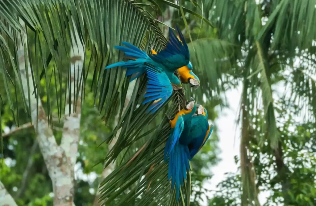 Blue and yellow macaws gather over a tree