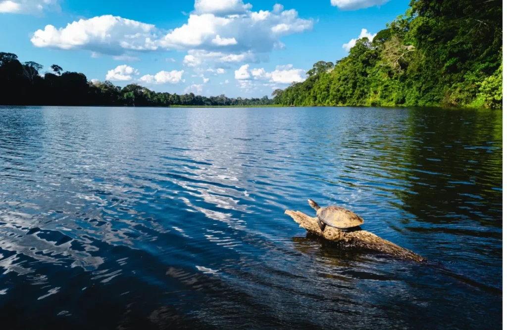 A turtle surfaces the river with the help of an underwater root