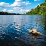 A turtle surfaces the river with the help of an underwater root