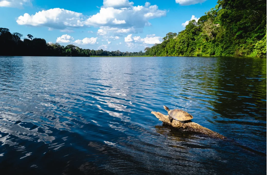 Guía de Viaje a Lago Sandoval