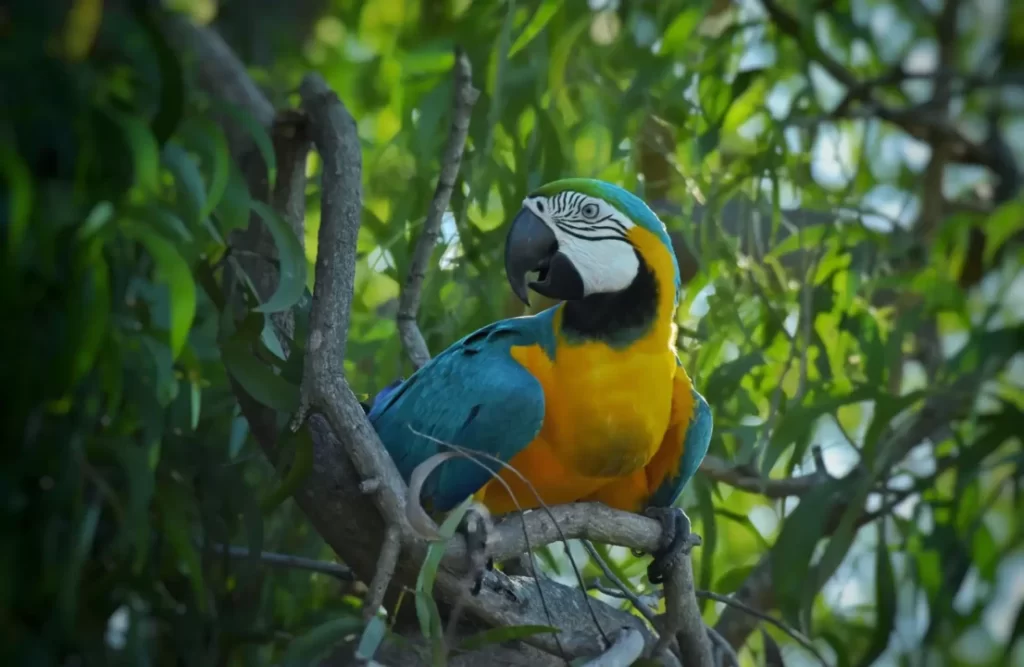 The Macaws of Peru are varied and colorful as their environment