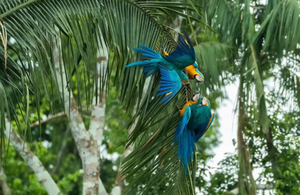 Collpa de Guacamayos en la Reserva Nacional Tambopata