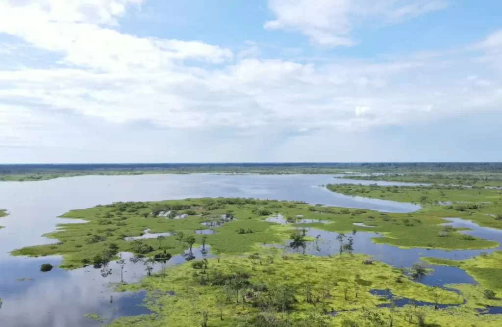 The typical flooded rainforest around Iquitos's covers the surroundings under the river's water flux