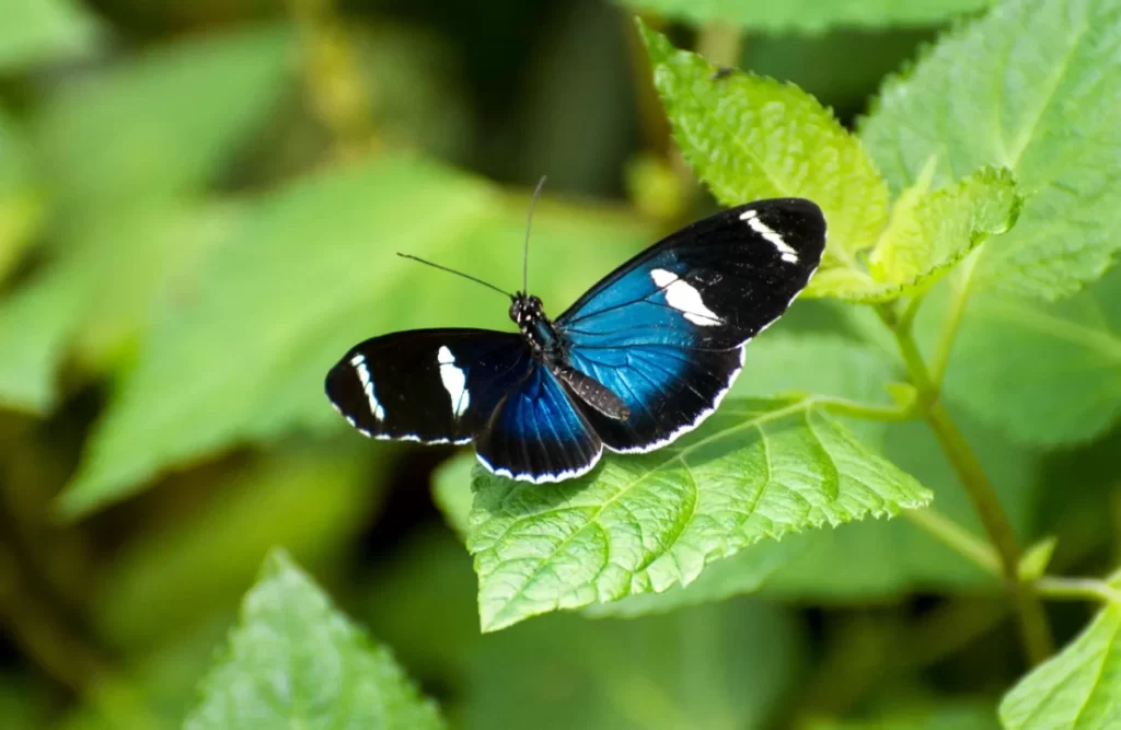 heliconius_sara