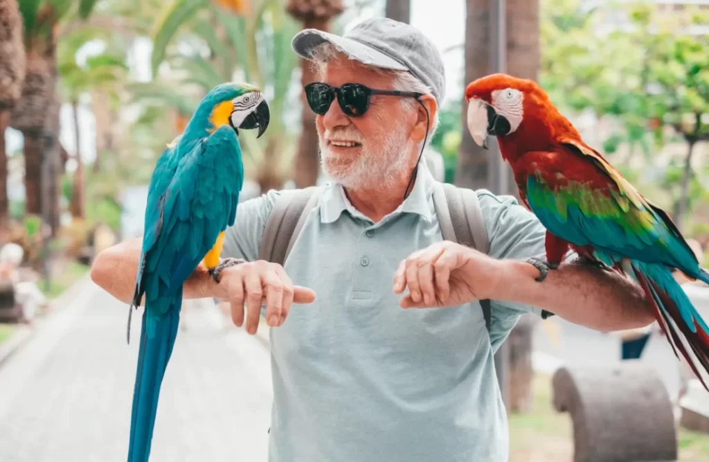 macaw_couple_with_person