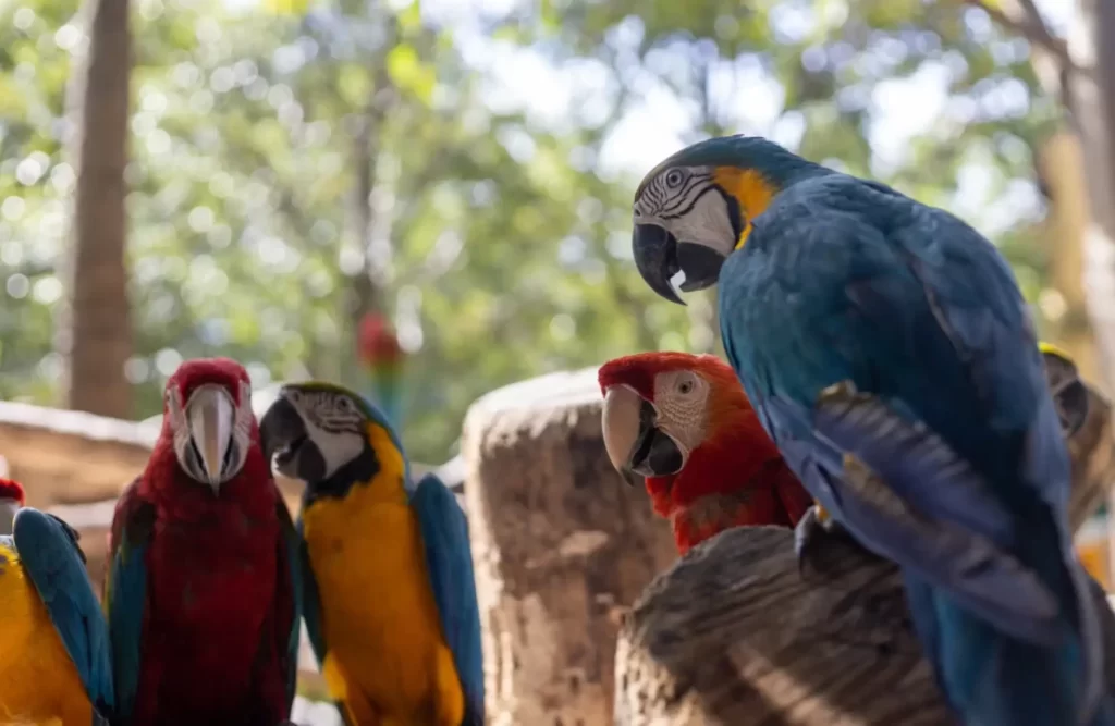 macaws_mating