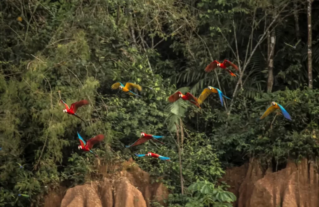 macaws_variations