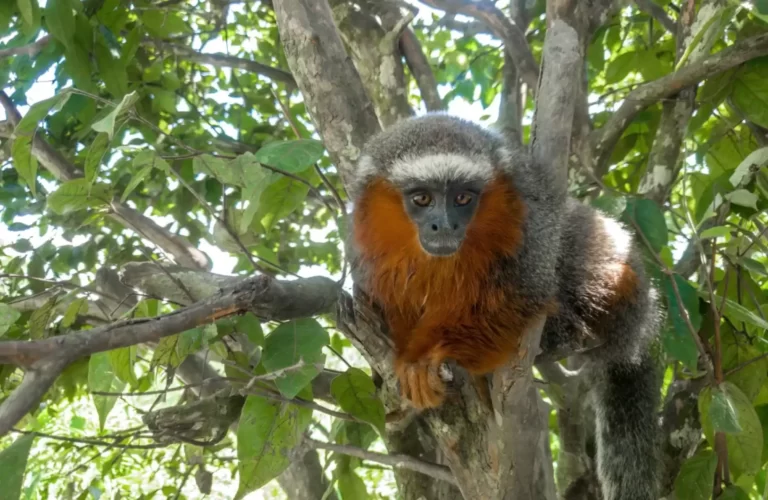 Blogs Monkey Island Peru