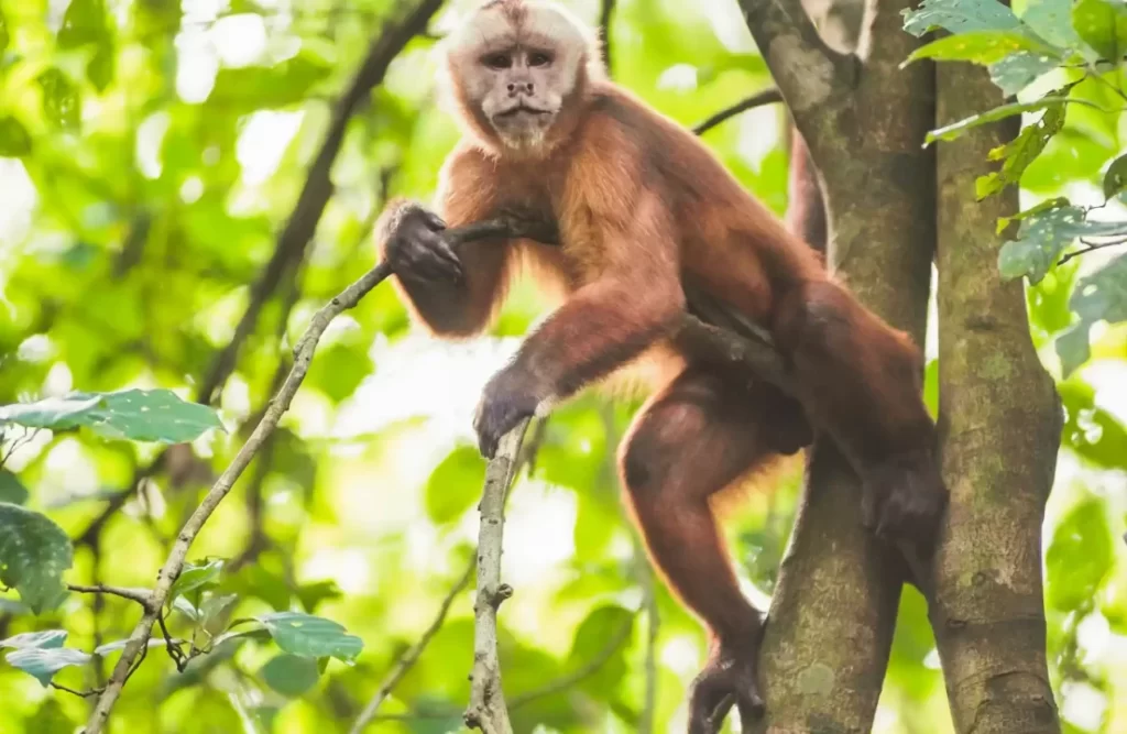 A monkey stares at his photographer while holding to a tree