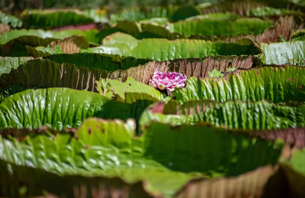 A Irupe flower grows amidst several victoria regia lilypads