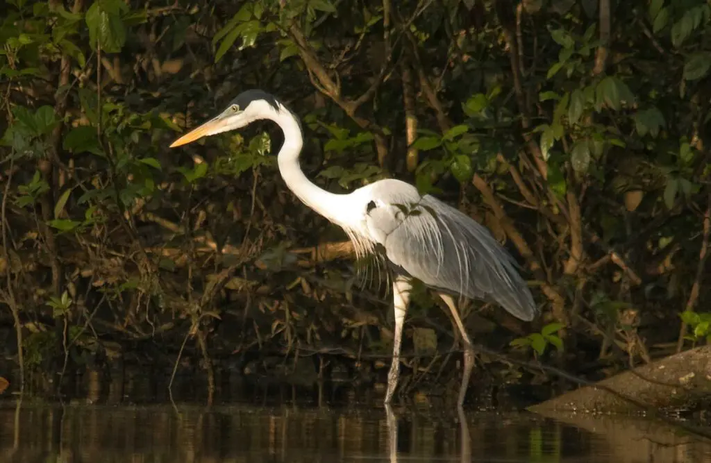 A heron walks around a river's bank.