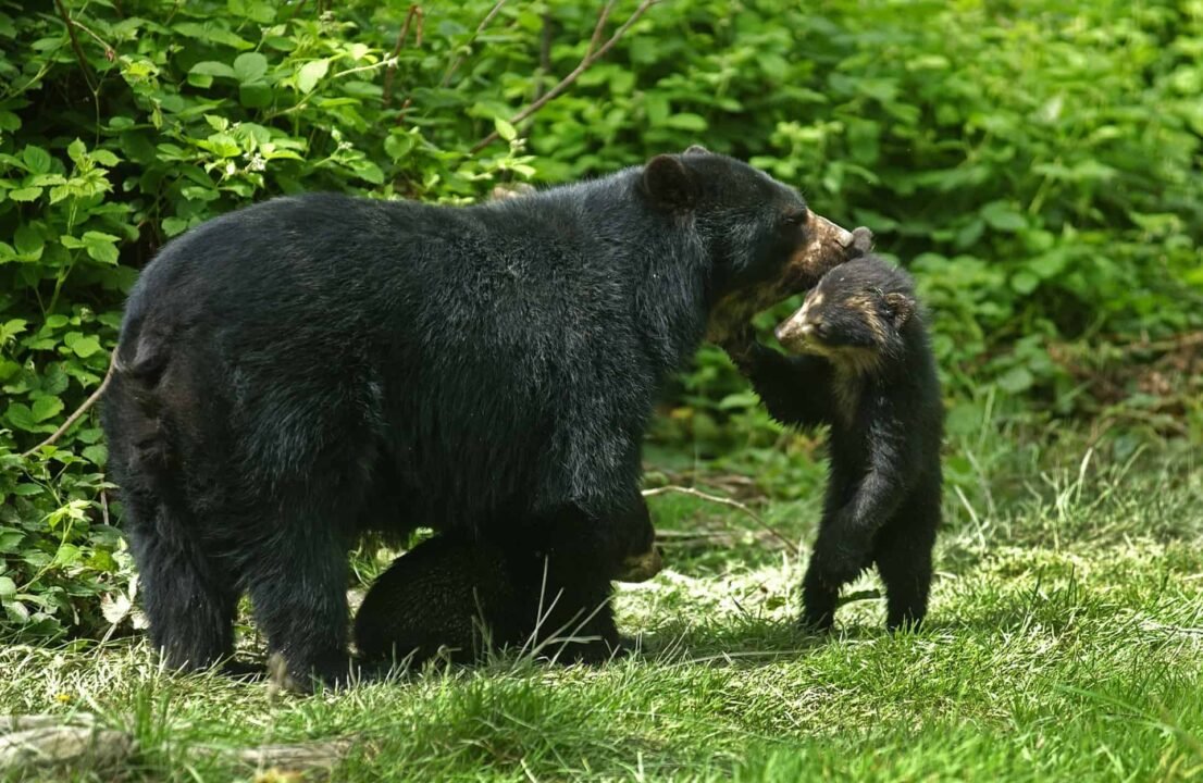 A spectacled bear's breeding playing with its mom.