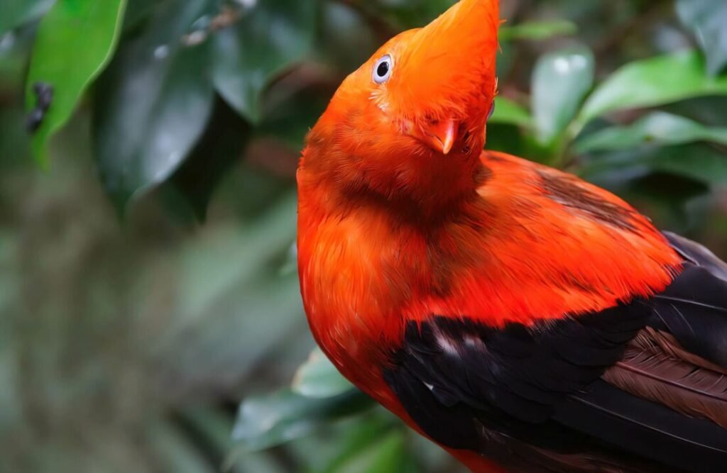 The cock of the rocks is the Peruvian national bird.