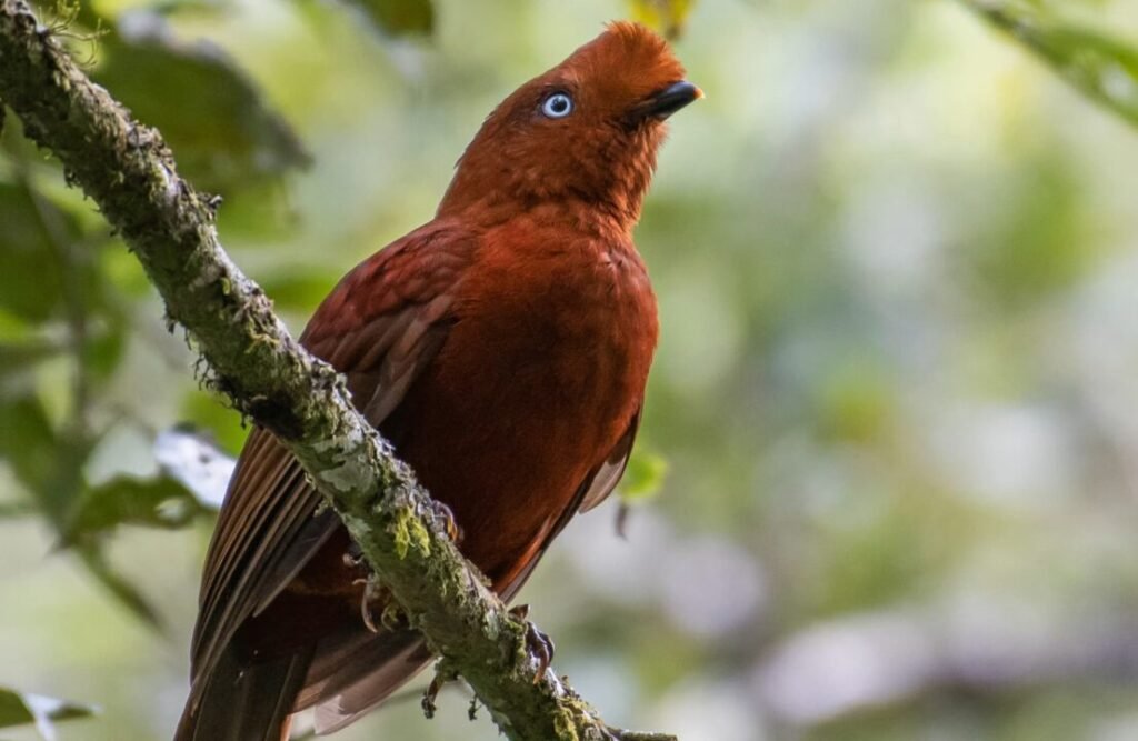 A female perched specimen of the rupicola Peruvianus