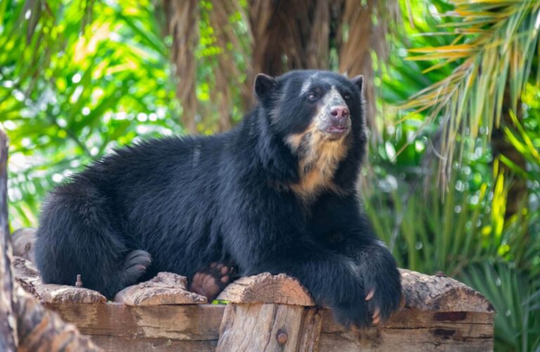 Blogs A spectacled bear lays atop a wood structure.