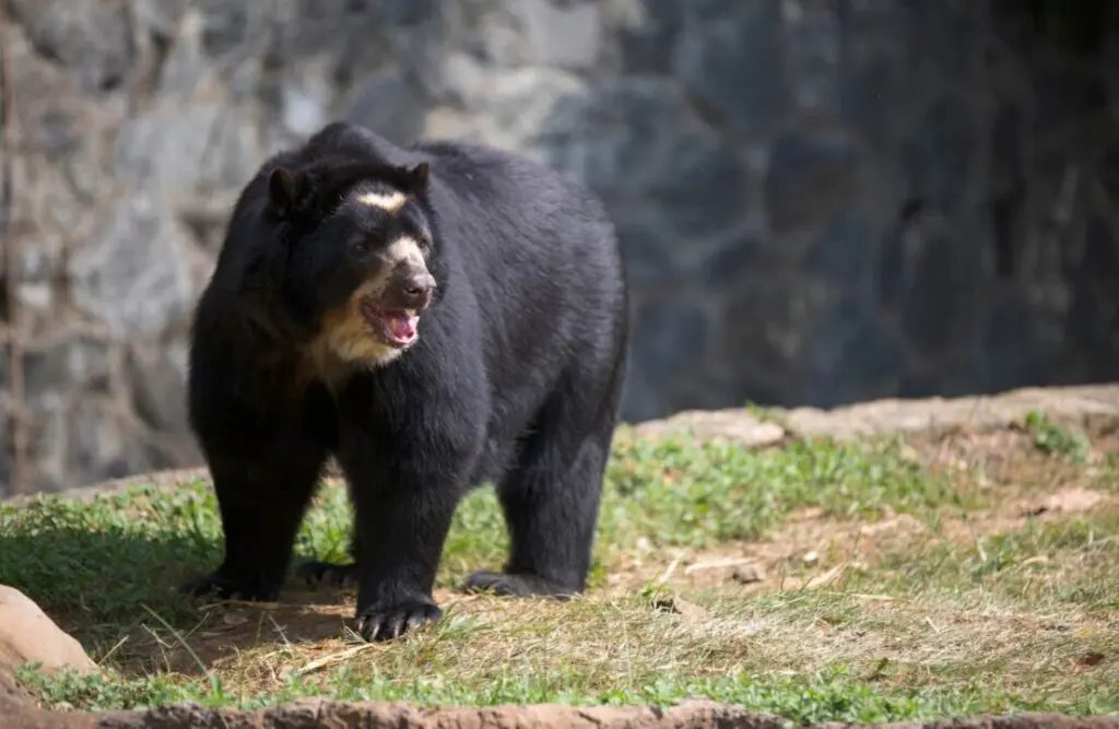 A specimen of the spectacled bear in the nature.