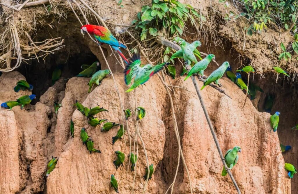 Only certain species rely on clay licks' minerals to compliment their diet.