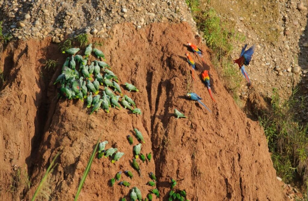 Why macaws eat soil? Discover it here!