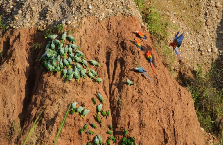 Blogs Why macaws eat soil? Discover it here!
