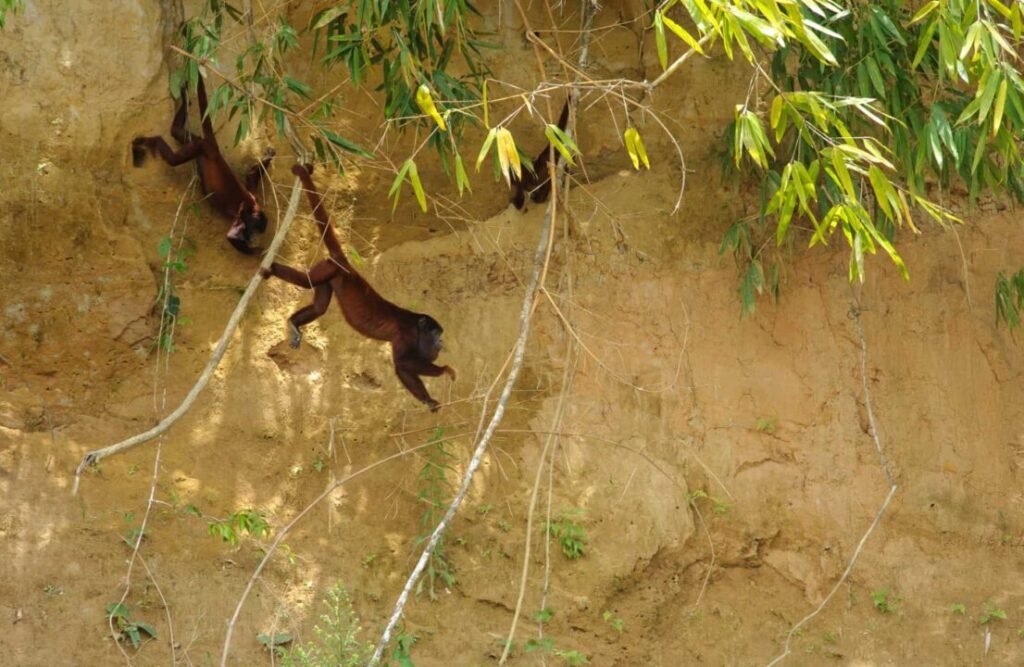 Howler monkeys' diet consists on collpas' soil aswell.