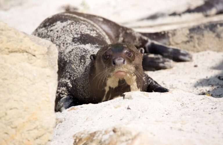 Blogs Find out more about otters in Peru