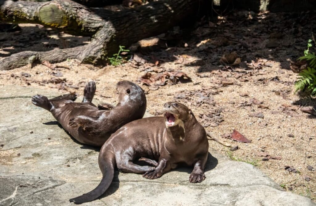 A couple of laid-down otters relax by the river.