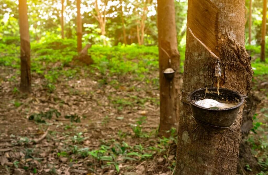 Rubber's extraction process involved slavery and unappropriated extraction of Amazon's resources.