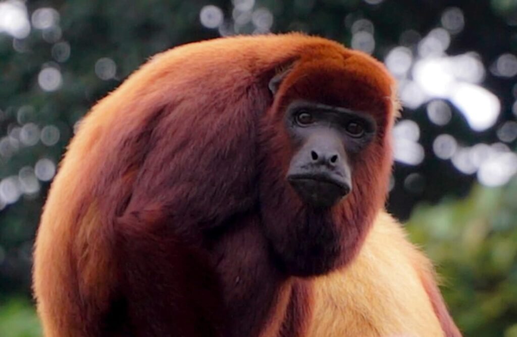 A red howler monkey staring at his photographer.