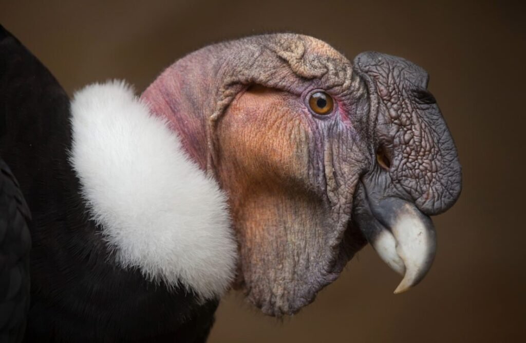 The Andean Condor is characterized by its white ruff and bald head.