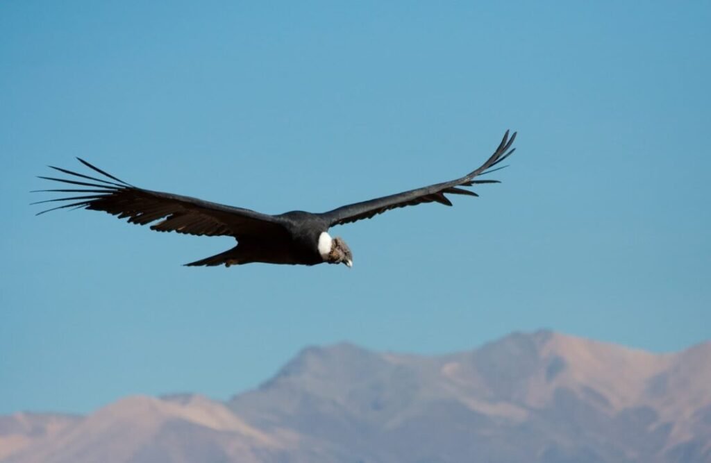 The Andean Condor flying over the Andes.