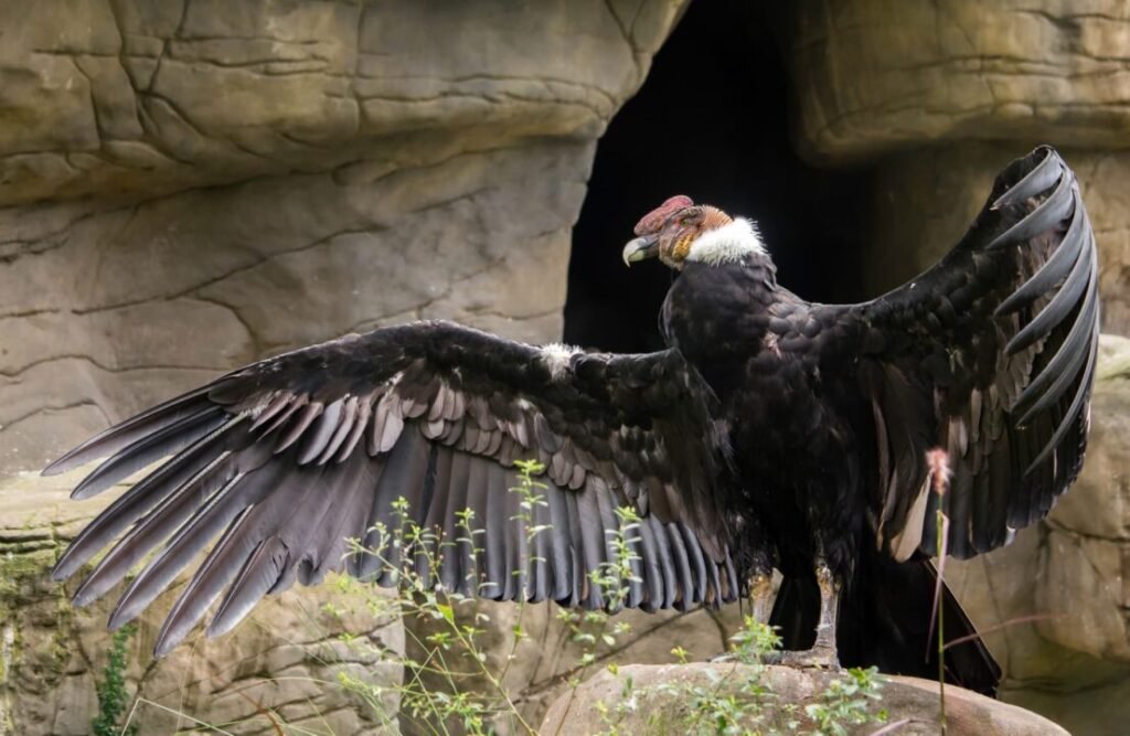 A condor standing and stretching.