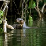 Otters swimming in the river.