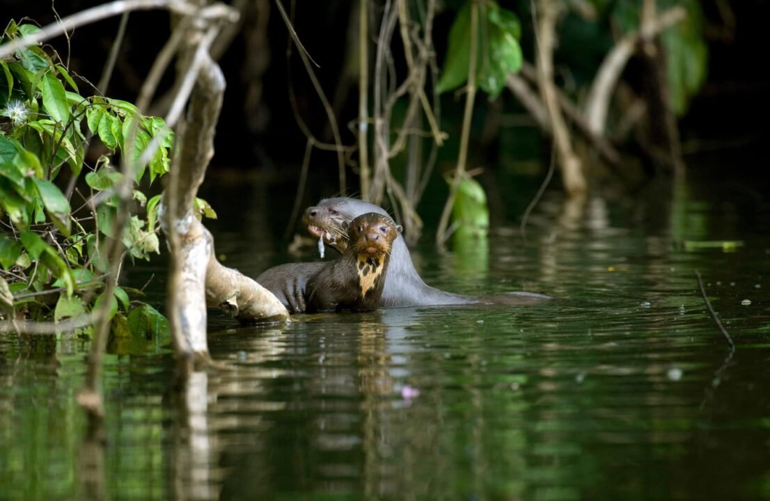 Otters swimming in the river.