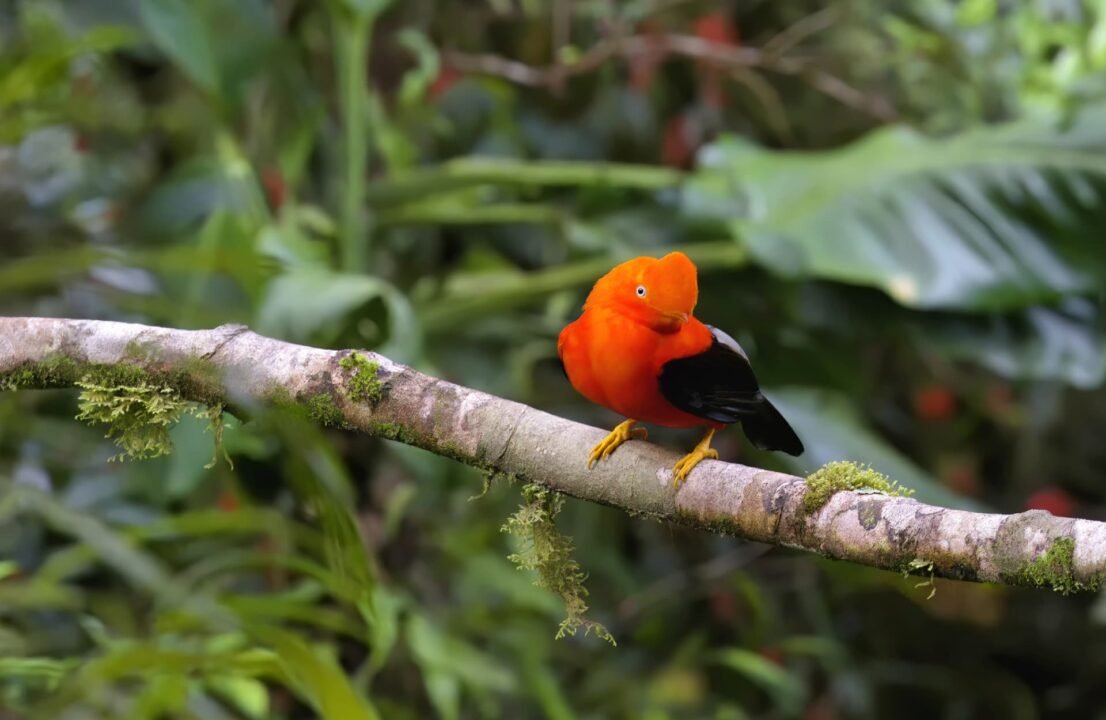 Manu National Park in December