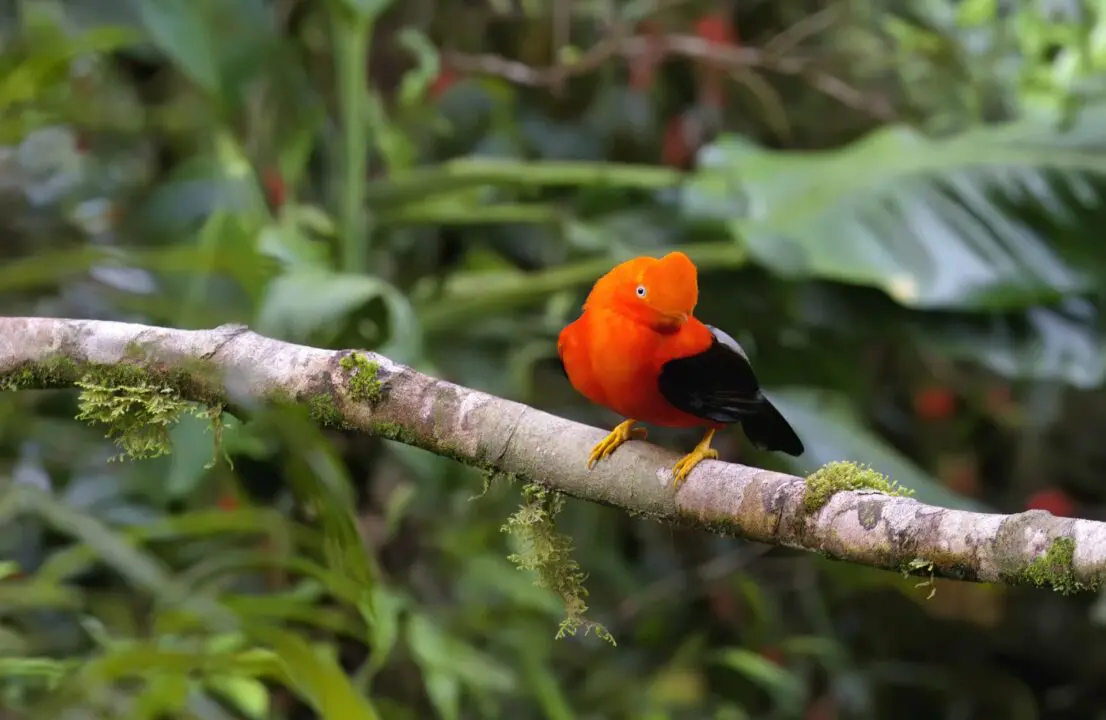 Thousands of species inhabit Manu's National Park.