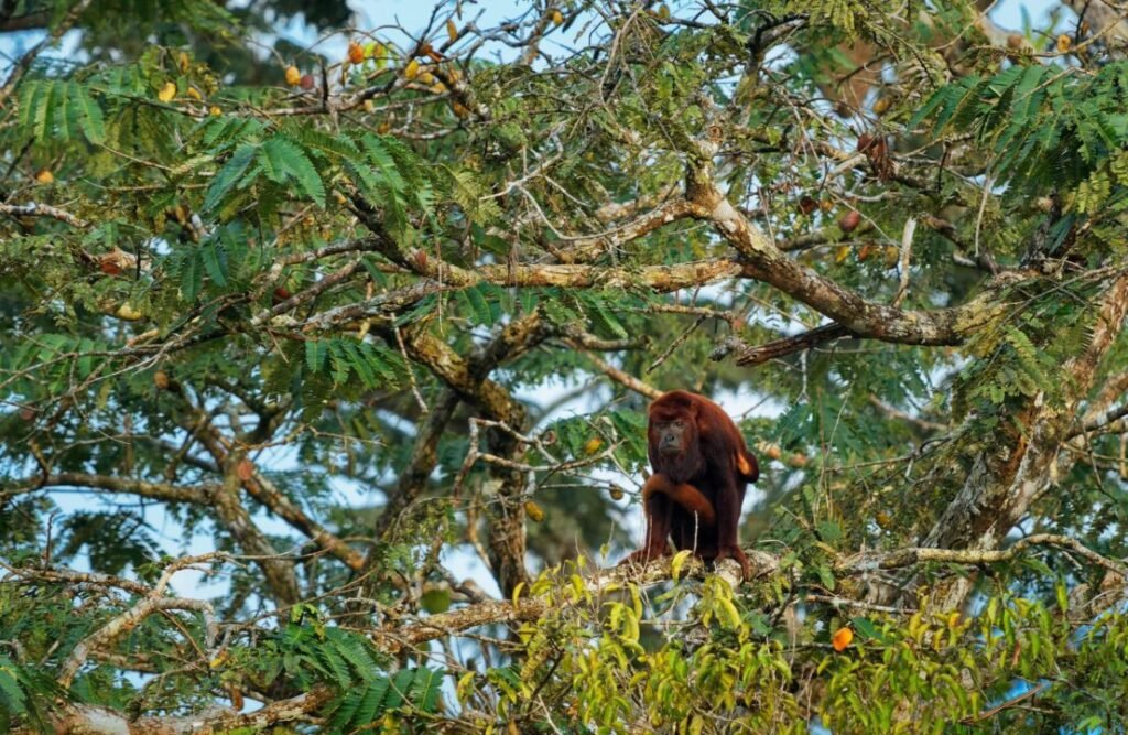 A red howler monkey standing on a branch.