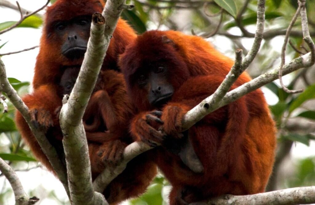 Red Howler Monkeys tend to move in groups that scatter in large areas.