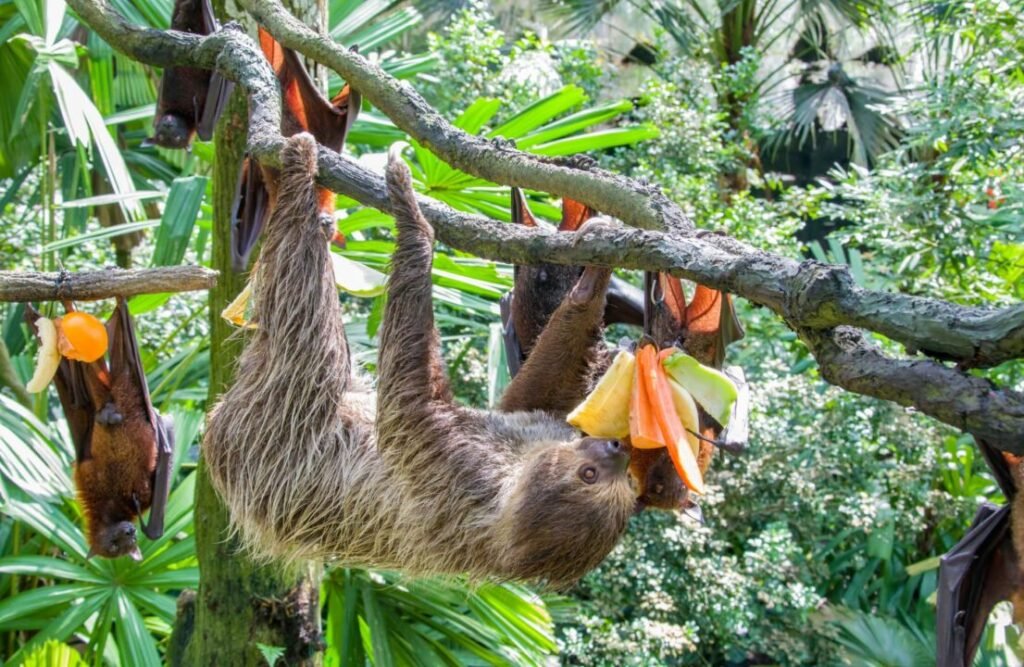 Sloths metabolism allows them to process their meals through days of duration.