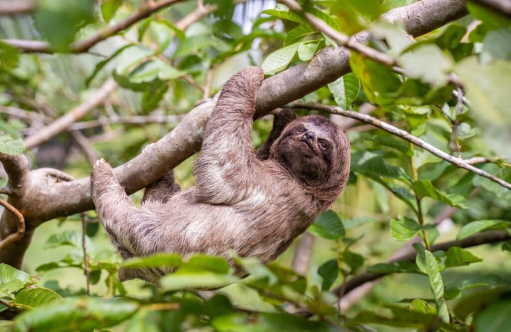 A sloth hanging from a tree's branch.