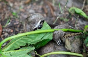 Sloths in Peru