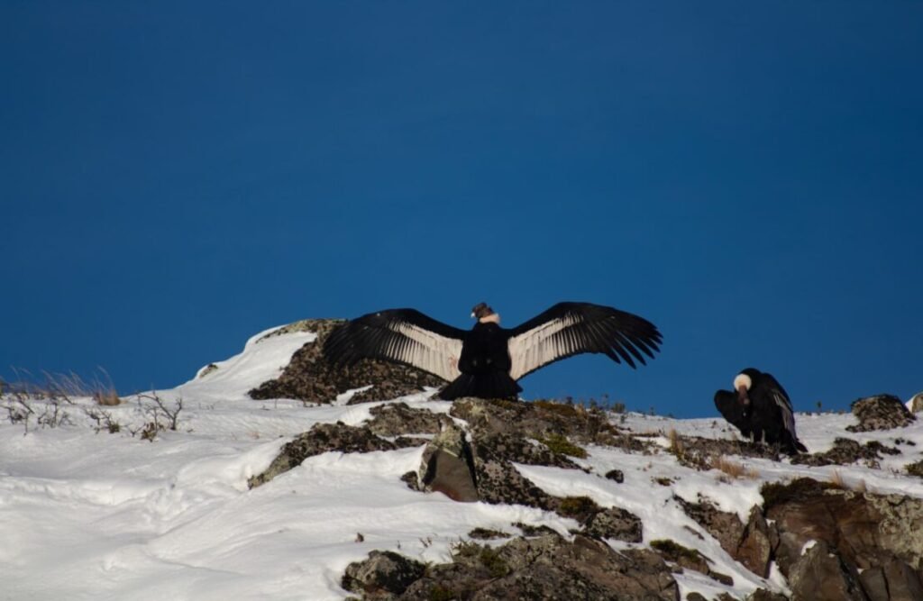 A condor spreading its wings on a snowy mountain.