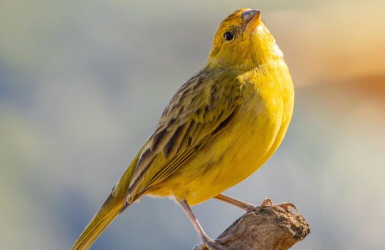 Blogs Yellow Tanager in Peru